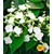 BALDUR-Garten  Kletter-Hortensien 'Semiola®', Hydrangea petiolaris, 1 Pflanze 1