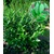 BALDUR-Garten  Kirschlorbeer-Hecke, 1 Pflanze Prunus Caucasica 1