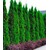 BALDUR-GartenThuja occidentalis Smaragd Lebensbaum,1 Pflanze Thujahecken 1