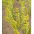 BALDUR-Garten  Gold-Liguster,1 Pflanze Ligustrum ovalifolium Aureum 1