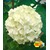 BALDUR-GartenEchter Gefüllter Schneeball, 1 Pflanze Viburnum opulus 'Roseum' 1