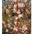 BALDUR-GartenWinter-Schneeball 'Charles Lamont', 1 Pflanze Viburnum bodnantense 2