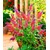 BALDUR-Garten  Buddleia "Flower Power®";1 Pflanze 2
