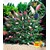 BALDUR-Garten  Sommerflieder 'Papillion Tricolor' Buddleia, 1 Pflanze Buddleja davidii 1