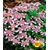 BALDUR-GartenZwerg-Hortensien 'Lace Delight', Hydrangea Serrata, 1 Pflanze 1