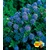 BALDUR-Garten  Immergrüne Säckelblume Blauer Ceanothus 'Blue Mound', 1 Pflanze 1