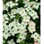 BALDUR-GartenJapanischer Blüten-Hartriegel, 1 Pflanze Cornus kousa 1