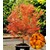 BALDUR-Garten  Japanischer Ahorn 'Katsura', 1 Pflanze Acer palmatum 1