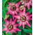BALDUR-Garten  Winterharte Passionsblumen 'Ladybirds Dream', 1 Pflanze, Passiflora 2