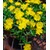 BALDUR-Garten  Winterharte Eisblume "Golden Wonder";3 Pflanzen, Delosperma congesta 2