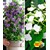 BALDUR-Garten  Winterharte Kletterpflanzen Kollektion, 1 Kletterhortensie Hydrangea und 1 Clematis "Taiga®", 2 Pflanzen 1