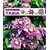 BALDUR-Garten  Winterharte Kletterpflanzen Kollektion, 1 Kletterhortensie Hydrangea und 1 Clematis "Taiga®", 2 Pflanzen 3