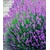 BALDUR-GartenWinterharte Stauden Lavendel-Sortiment blau, rosa, weiß, 9 Pflanzen Lavandula 2