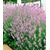 BALDUR-GartenWinterharte Stauden Lavendel-Sortiment blau, rosa, weiß, 9 Pflanzen Lavandula 3