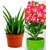 BALDUR-Garten  Aloe vera & Wüstenrose rot, 2 Pflanzen 3