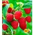 BALDUR-GartenHimbeeren TwoTimer® Sugana® , 1 Pflanze, Rubus idaeus 1