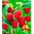 BALDUR-Garten  Rote Himbeeren TwoTimer® Sugana®, 3 Himbeerpflanzen, Rubus idaeus 1