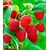 BALDUR-Garten  Rote Himbeeren TwoTimer® Sugana®, 3 Himbeerpflanzen, Rubus idaeus 2