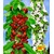 BALDUR-Garten  Säulen-Süßkirschen 'Sylvia®', Kirschbaum 1 Pflanze 1