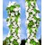 BALDUR-Garten  Säulen-Süßkirschen 'Sylvia®', Kirschbaum 1 Pflanze 3