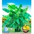 BALDUR-GartenWinterharte Bananen 'grün', 1 Pflanze, Musa basjoo 1