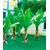 BALDUR-GartenWinterharte Bananen 'grün', 1 Pflanze, Musa basjoo 2