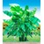 BALDUR-GartenWinterharte Bananen 'grün', 1 Pflanze, Musa basjoo 3