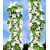 BALDUR-Garten  Säulen-Kirschen 'Sylvia® & Helena®', 2 Pflanzen Säulenobst, Kirschbaum 2