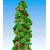 BALDUR-GartenSäulen-Tayberry 'Buckingham', 1 Pflanze 1