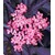 BALDUR-GartenSchwarzer Holunder 'Sambucus nigra', 1 Pflanze 3