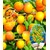 BALDUR-GartenAprikosen 'Compacta Super Compact®', Aprikosenbaum 1 Pflanze, Prunus armeniaca 1