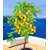 BALDUR-GartenAprikosen 'Compacta Super Compact®', Aprikosenbaum 1 Pflanze, Prunus armeniaca 3
