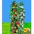 BALDUR-GartenSäulen-Apfel 'Red River®', Apfelbaum 1 Pflanze Malus domestica 1