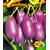 BALDUR-Garten  Kiwi Ken's Red® (inkl. Befruchter) 2 Pflanzen Actinidia arguta Kiwipflanze winterhart 1
