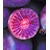 BALDUR-Garten  Kiwi Ken's Red® (inkl. Befruchter) 2 Pflanzen Actinidia arguta Kiwipflanze winterhart 2