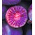 BALDUR-GartenKiwi 'Ken´s Red®', 1 Pflanze Actinidia arguta 2