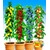 BALDUR-GartenSäulen-Obst-Kollektion Birne, Kirsche, Pflaume & Apfel, 4 Pflanzen 1