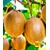BALDUR-GartenSelbstfruchtende, großfruchtige Kiwi 'Solissimo® renact®', 1 Pflanze Actinidia deliciosa 1