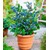 BALDUR-Garten  Topf-Heidelbeere,1 Pflanze Vaccinium corymbosum Heidelbeere für Töpfe und Kübel 1