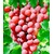 BALDUR-GartenKernlose Tafel-Trauben 'Vanessa®' Weinreben rot, 1 Pflanze, Vitis vinifera 1