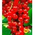 BALDUR-Garten  Johannisbeeren 'Rote Rovada', 1 Strauch, Ribes rubrum 1