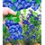 BALDUR-Garten  Trauben-Heidelbeere "Reka® Blue", 1 Pflanze 2