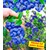 BALDUR-Garten  Trauben-Heidelbeere "Reka® Blue", 1 Pflanze 1