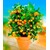 BALDUR-Garten  Orangen-Bäumchen,1 Pflanze Citrus microcarpa "Calamondin" Zitruspflanze 1