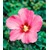 BALDUR-GartenWinterharte Hibiskus-Hecke, 10 Pflanzen, Hibiscus Syriacus 3