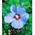 BALDUR-GartenWinterharte Hibiskus-Hecke, 10 Pflanzen, Hibiscus Syriacus 4