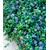 BALDUR-GartenWinterharter Bodendecker Vinca minor 'Blau' Immergrün, 3 Pflanzen 1