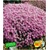BALDUR-Garten  Winterharter Bodendecker Langhaariger Gebirgs-Thymian, 3 Pflanzen Thymus praecox 1