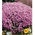 BALDUR-Garten  Winterharter Bodendecker Langhaariger Gebirgs-Thymian, 3 Pflanzen Thymus praecox 2