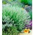 BALDUR-GartenWeißer Lavendel, 3 Pflanzen Lavandula 1